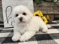 Sentry, a male Bichon Frise for sale in Shipshewana, IN – 3 of 6