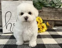 Sentry, a male Bichon Frise for sale in Shipshewana, IN – 1 of 6