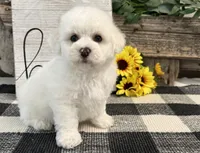 Sentry, a male Bichon Frise for sale in Shipshewana, IN – 2 of 6