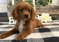 Kyler, a male Cavalier King Charles Spaniel and Poodle - Toy  for sale in Shipshewana, IN – 2 of 6