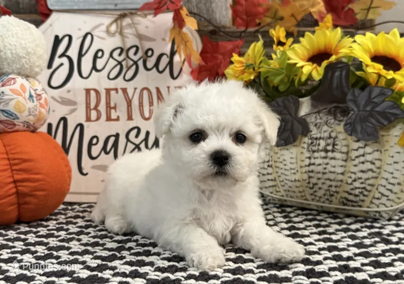 Sully – Bichon Frise puppy for sale in Shipshewana, IN