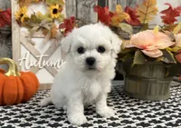 Satchel, a male Bichon Frise for sale in Shipshewana, IN – 4 of 6