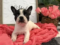 Olive, a female Boston Terrier for sale in Shipshewana, IN – 4 of 7