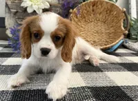 Osceola, a male Cavalier King Charles Spaniel for sale in Shipshewana, IN – 4 of 4