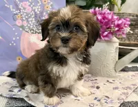 Felicity, a female Havanese for sale in Shipshewana, IN – 4 of 6