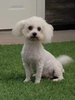 England, a female Bichon Frise and Poodle - Toy  for sale in Shipshewana, IN – 5 of 6