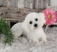 Warsaw, a female Bichon Frise for sale in Shipshewana, IN – 6 of 6