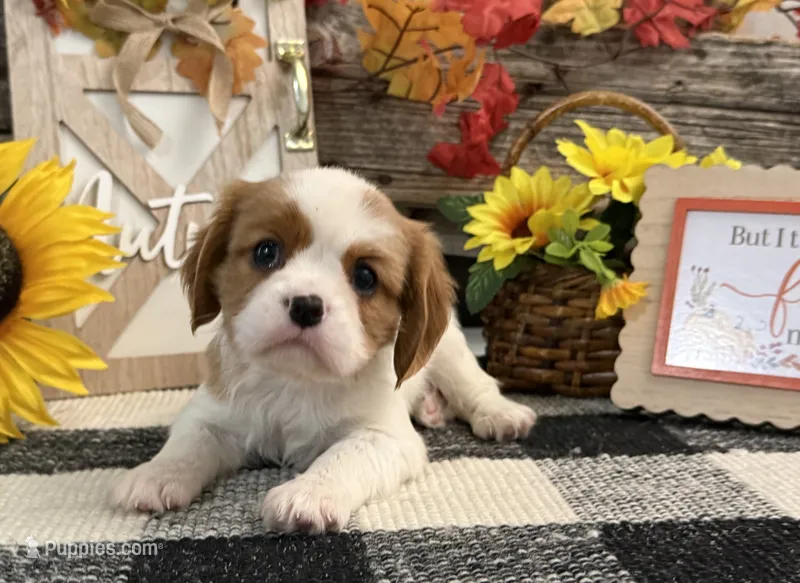 Juliette – Cavalier King Charles Spaniel puppy for sale in Shipshewana, IN