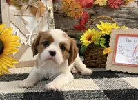 Juliette, a female Cavalier King Charles Spaniel for sale in Shipshewana, IN – 1 of 6