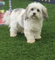 Rylee, a female Havanese for sale in Shipshewana, IN – 5 of 6
