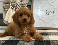 Komet, a male Cavalier King Charles Spaniel and Poodle - Toy  for sale in Shipshewana, IN – 4 of 6