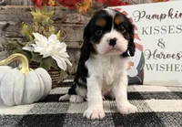 Jennings, a male Cavalier King Charles Spaniel for sale in Shipshewana, IN – 3 of 6
