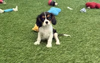 Julian, a male Cavalier King Charles Spaniel for sale in Shipshewana, IN – 4 of 6