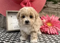 Emerald, a female Bichon Frise and Poodle - Toy  for sale in Shipshewana, IN – 3 of 6