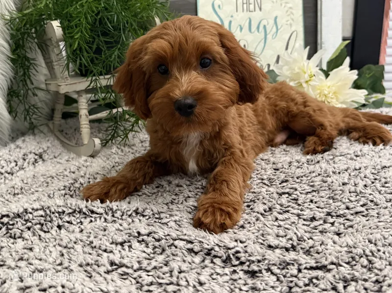 Phelps – Cavalier King Charles Spaniel, Poodle - Toy  puppy for sale in Shipshewana, IN