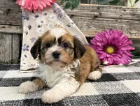 Haelynn, a female Havanese for sale in Shipshewana, IN – 4 of 6