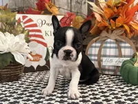 Gemma, a female Boston Terrier for sale in Shipshewana, IN – 2 of 7