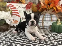Gemma, a female Boston Terrier for sale in Shipshewana, IN – 3 of 7