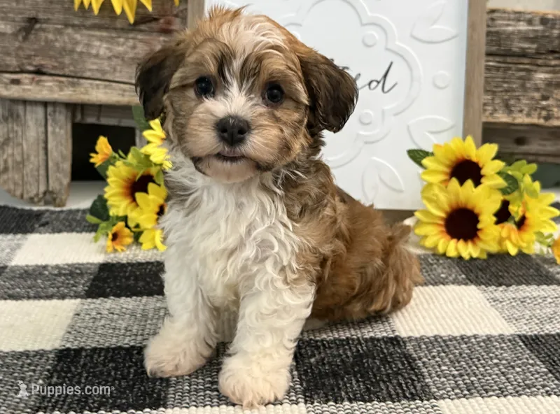 Harris – Havanese puppy for sale in Shipshewana, IN