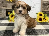 Harris, a male Havanese for sale in Shipshewana, IN – 1 of 6