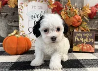 Rayna, a female Havanese for sale in Shipshewana, IN – 3 of 6