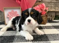 Monique, a female Cavalier King Charles Spaniel for sale in Shipshewana, IN – 4 of 6