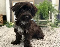 Bronson, a male Havanese and Poodle - Miniature  for sale in Shipshewana, IN – 3 of 6