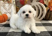 Barron, a male Bichon Frise for sale in Shipshewana, IN – 1 of 6
