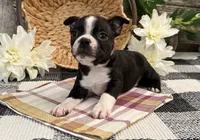 Osborn, a male Boston Terrier for sale in Shipshewana, IN – 3 of 7