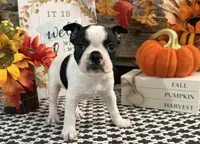 Galaxy, a male Boston Terrier for sale in Shipshewana, IN – 4 of 7