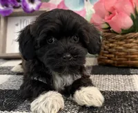 London, a female Havanese and Poodle - Toy  for sale in Shipshewana, IN – 2 of 6