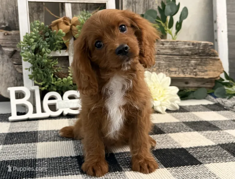 Kyler – Cavalier King Charles Spaniel, Poodle - Toy  puppy for sale in Shipshewana, IN