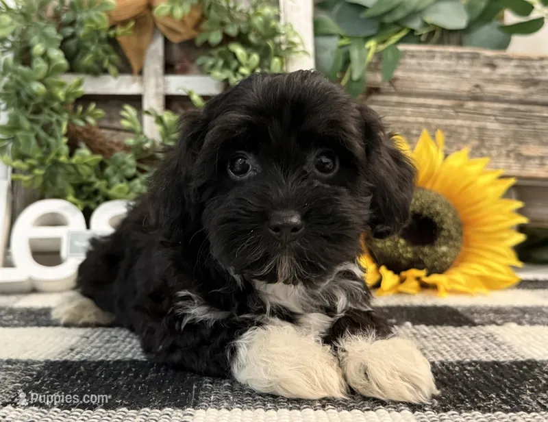 Lando – Havanese, Poodle - Toy  puppy for sale in Shipshewana, IN
