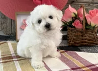 Twila, a male Bichon Frise for sale in Shipshewana, IN – 3 of 6
