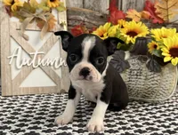 Petra, a female Boston Terrier for sale in Shipshewana, IN – 4 of 7