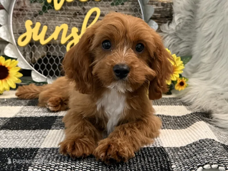 Penn – Cavalier King Charles Spaniel, Poodle - Toy  puppy for sale in Shipshewana, IN