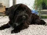 Bronson, a male Havanese and Poodle - Miniature  for sale in Shipshewana, IN – 4 of 6
