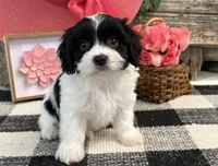Nica, a female Bichon Frise and Cavalier King Charles Spaniel for sale in Shipshewana, IN – 4 of 6