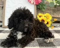 Mocha, a female Havapoo for sale in Shipshewana, IN – 2 of 7