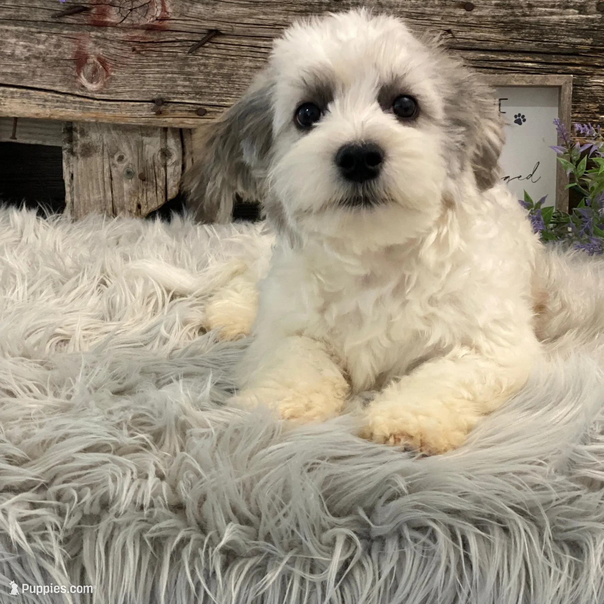 Watkins, a male Havachon for sale in Shipshewana, IN – Photo 3 of 4