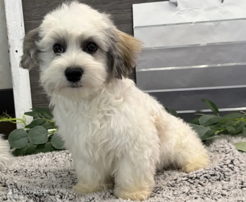 Watkins – Havachon puppy for sale in Shipshewana, IN