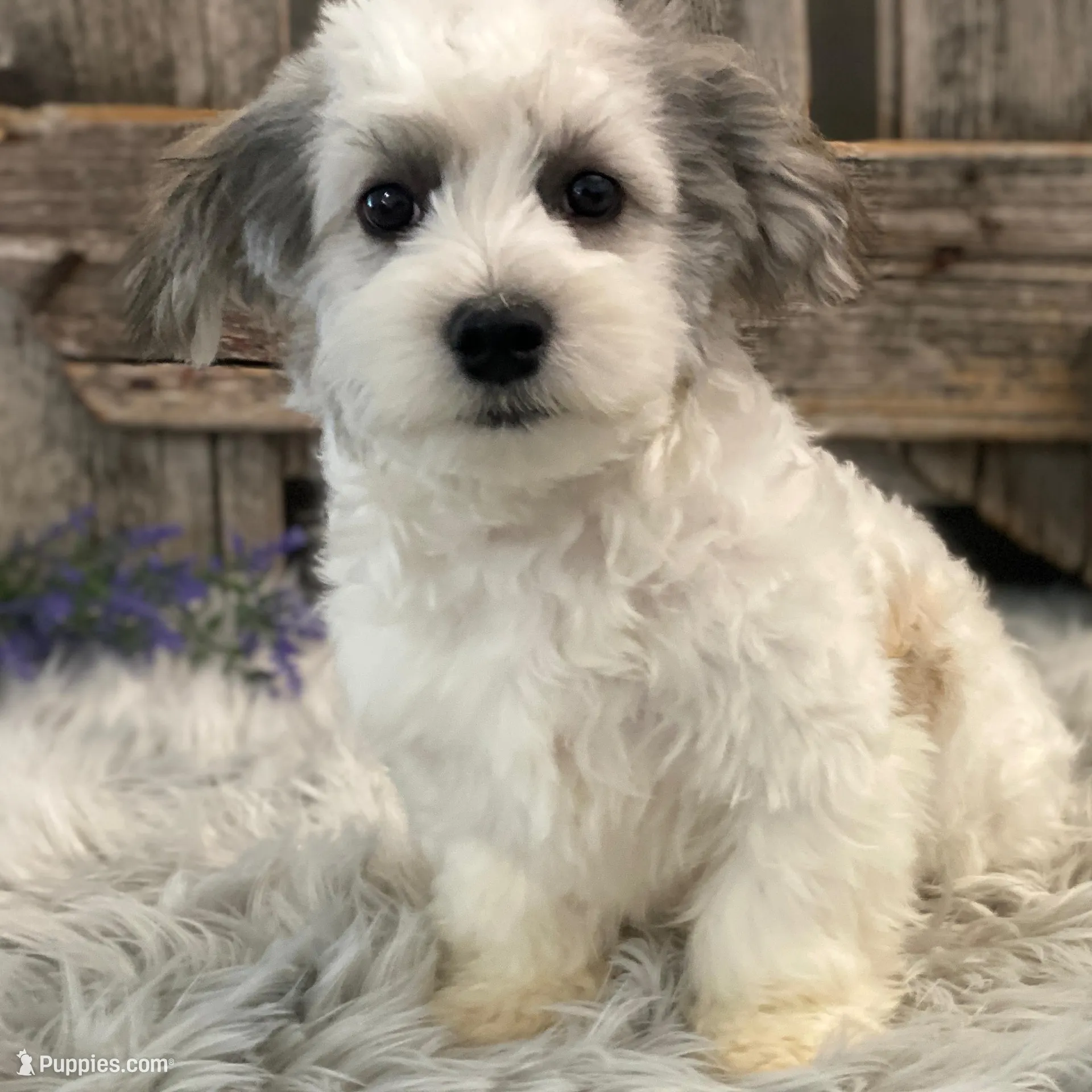 Watkins – Havachon puppy for sale in Shipshewana, IN