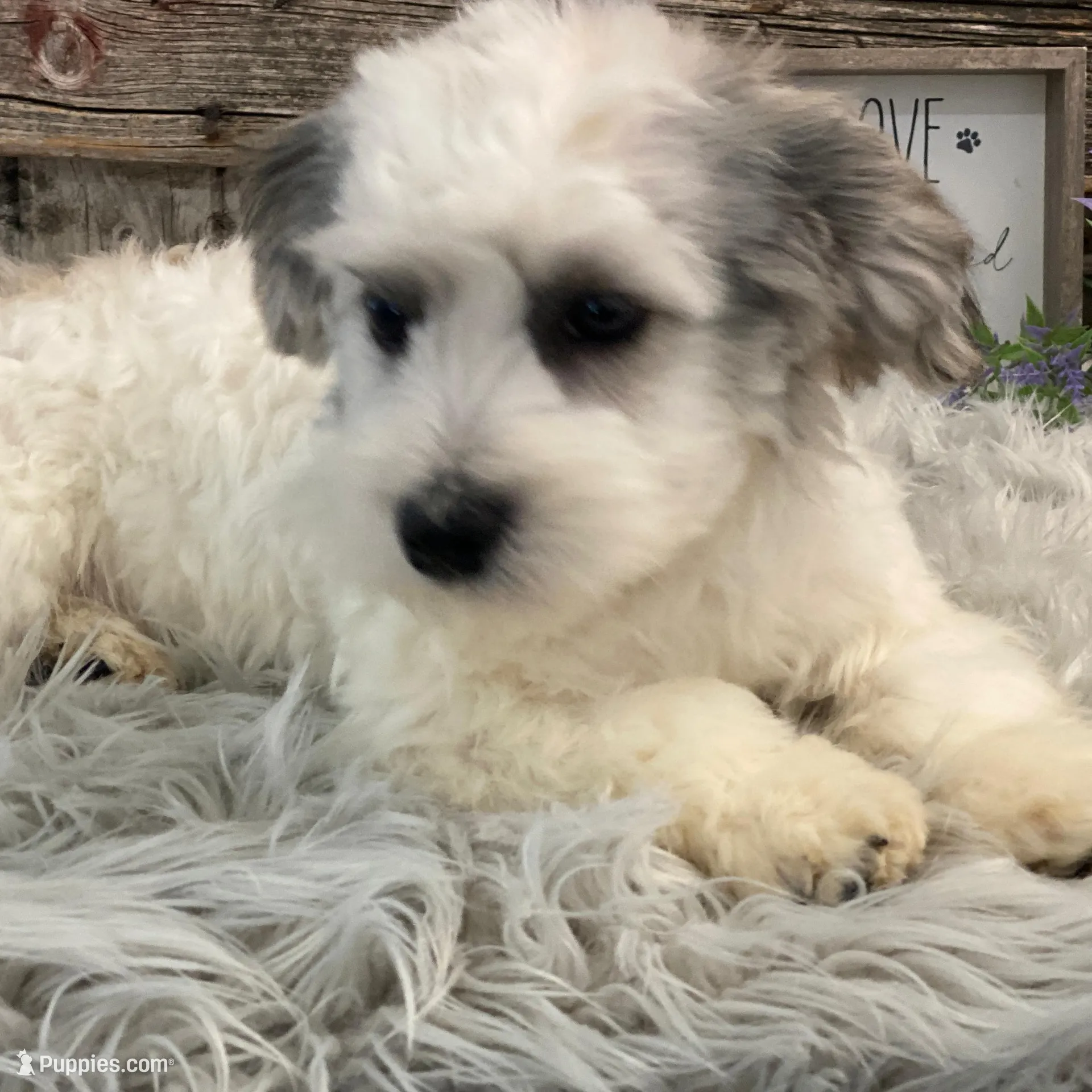 Watkins, a male Havachon for sale in Shipshewana, IN – Photo 2 of 4