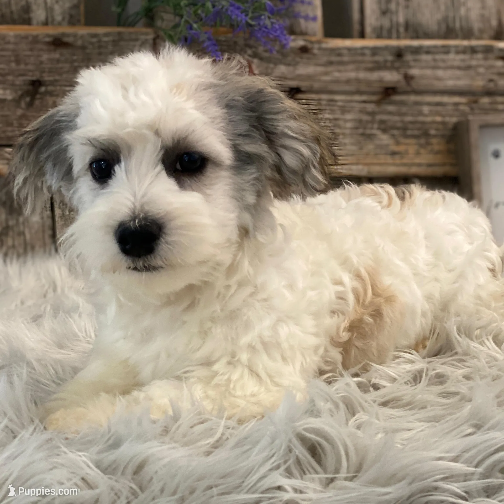 Watkins, a male Havachon for sale in Shipshewana, IN – Photo 4 of 4