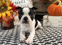 Galaxy, a male Boston Terrier for sale in Shipshewana, IN – 3 of 7