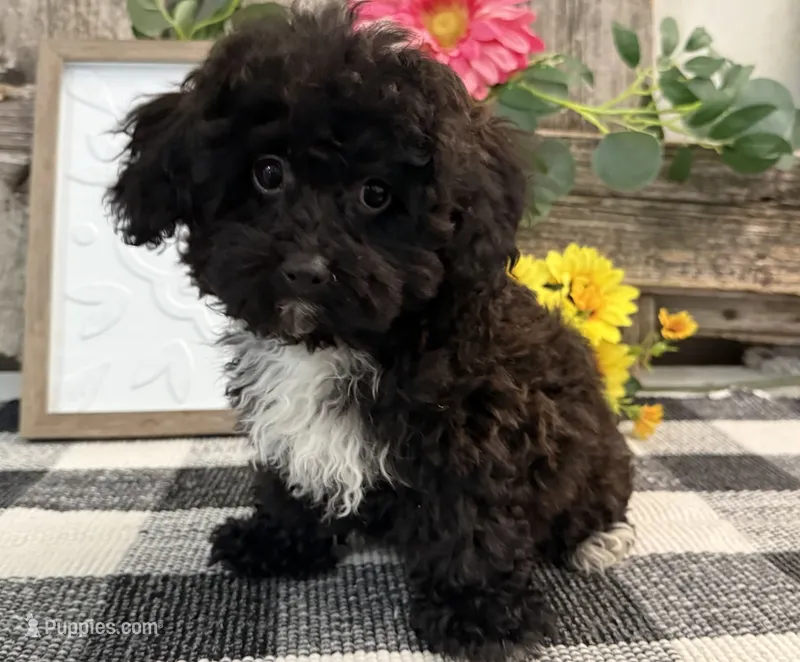 Mocha – Havapoo puppy for sale in Shipshewana, IN
