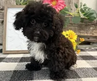 Mocha, a female Havapoo for sale in Shipshewana, IN – 1 of 7