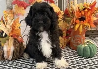 Laporte, a male Havanese and Poodle - Toy  for sale in Shipshewana, IN – 2 of 6