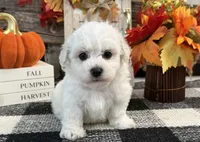 Dorian, a male Bichon Frise for sale in Shipshewana, IN – 4 of 6
