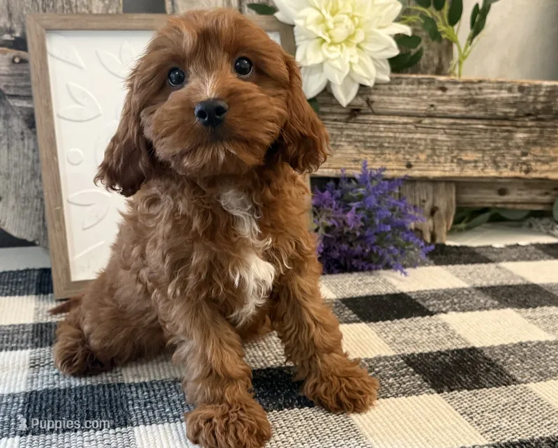 Phelps – Cavalier King Charles Spaniel, Poodle - Toy  puppy for sale in Shipshewana, IN